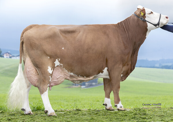EXZELLENT - cow family ZENTTO